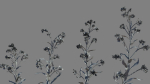 Large Blue Alkanet VFX Grace