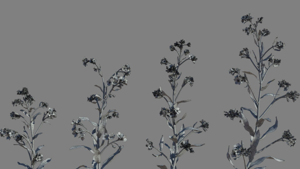 Large Blue Alkanet VFX Grace