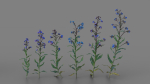 Large Blue Alkanet VFX Grace