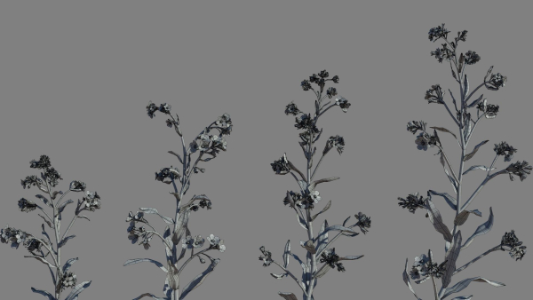 Large Blue Alkanet VFX Grace
