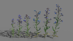 Large Blue Alkanet VFX Grace