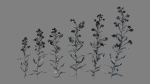 Large Blue Alkanet VFX Grace
