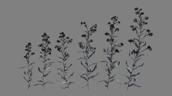 Large Blue Alkanet VFX Grace
