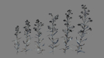 Large Blue Alkanet VFX Grace