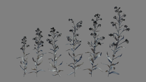 Large Blue Alkanet VFX Grace