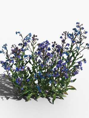 Large Blue Alkanet VFX Grace