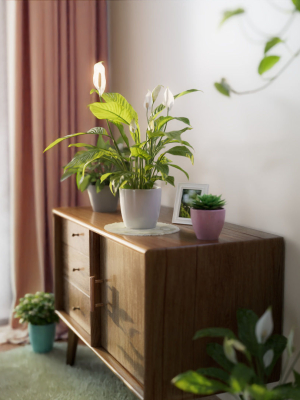 3d-pot-plant-peacelily-3d-model-obj-blend
