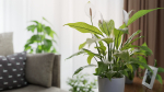 3D pot plant PeaceLily