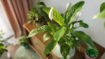 3D pot plant PeaceLily
