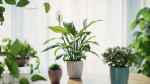 3D pot plant PeaceLily