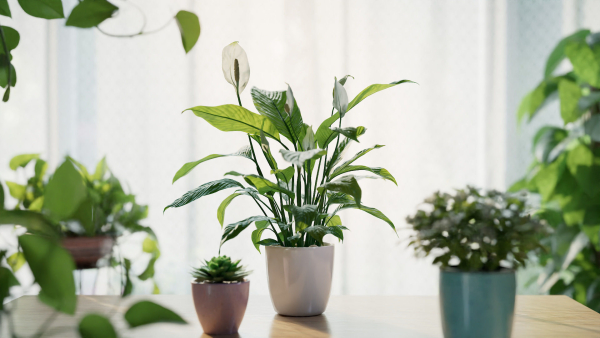 3D pot plant PeaceLily