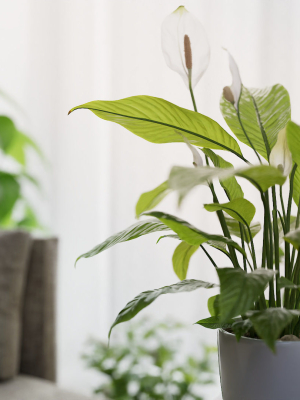 3D pot plant PeaceLily
