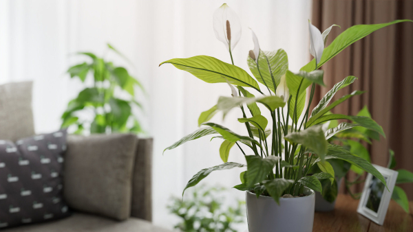 3D pot plant PeaceLily