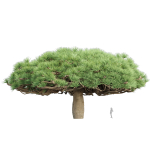3D Socotra dragon trees vol 14-Blender