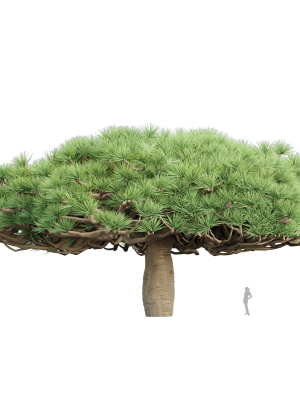 3d-socotra-dragon-trees-vol-14-blender-3d-model-4c8f0fb765
