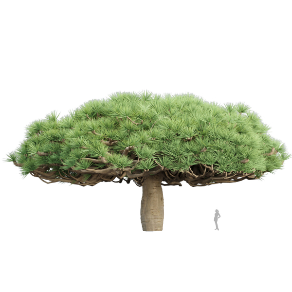 3D Socotra dragon trees vol 14-Blender