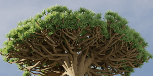 3D Socotra dragon trees vol 14-Blender