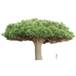 3D Socotra dragon trees vol 14-Blender