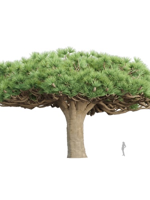 3D Socotra dragon trees vol 14-Blender