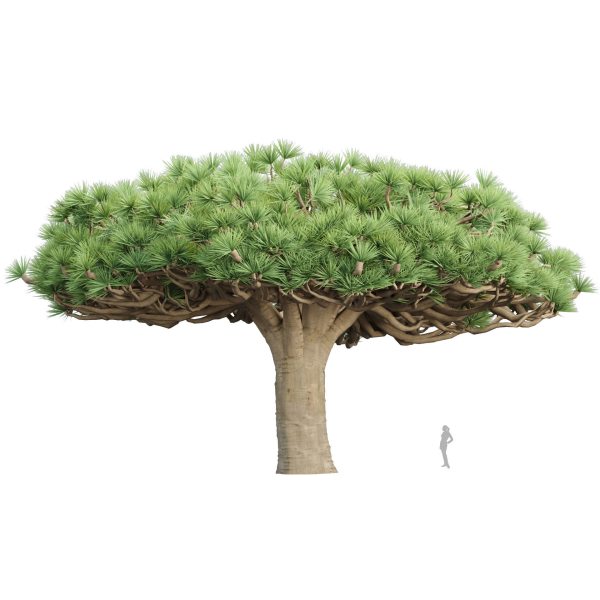 3D Socotra dragon trees vol 14-Blender