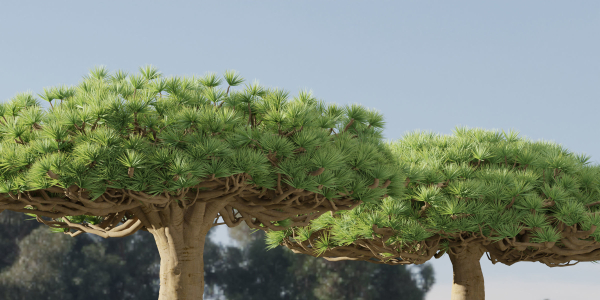 3D Socotra dragon trees vol 14-Blender