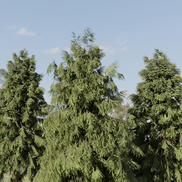 3D Spruce Tree Models for Blender