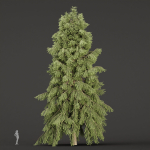 3D Spruce Tree Models for Blender