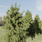 3D Spruce Tree Models for Blender