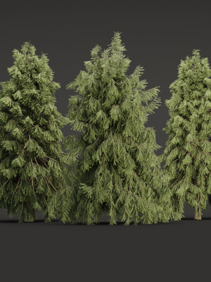 3D Spruce Tree Models for Blender