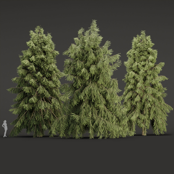 3D Spruce Tree Models for Blender