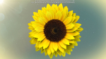 3d Sunflower Animated