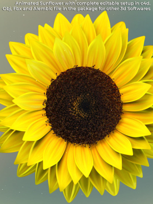 3d Sunflower Animated