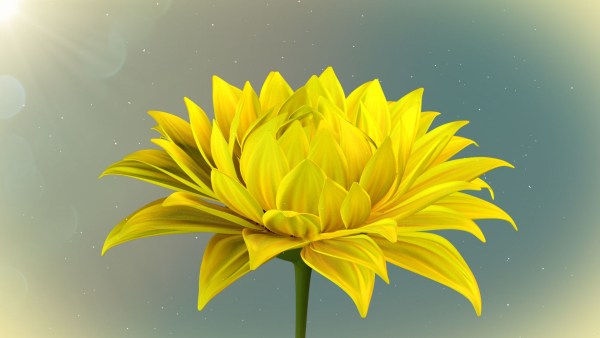 3d Sunflower Animated