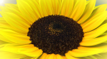 3d Sunflower Animated