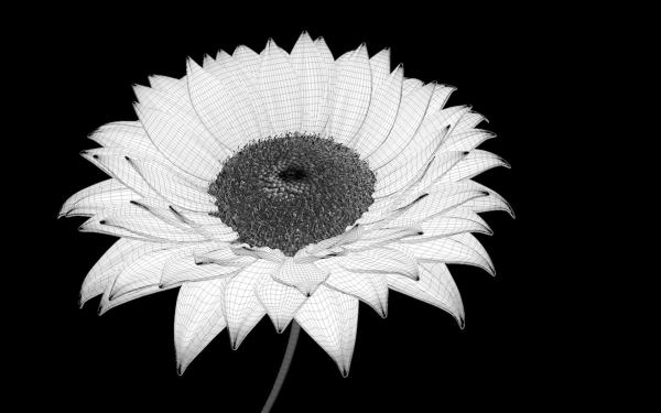 3d Sunflower Animated