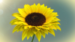 3d Sunflower Animated