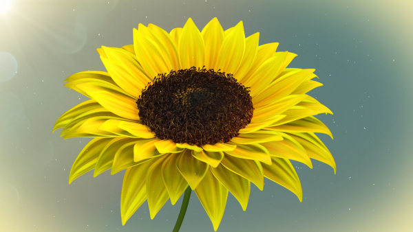 3d Sunflower Animated