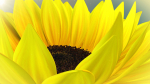 3d Sunflower Animated