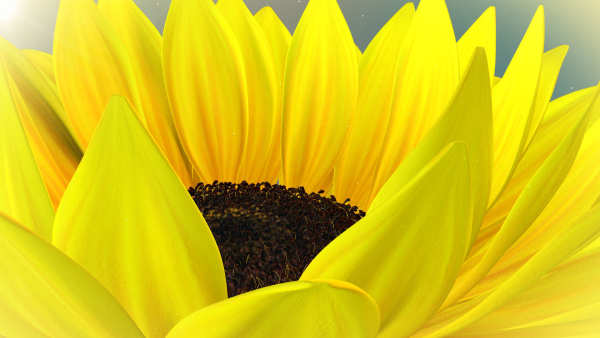 3d Sunflower Animated