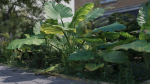 3D Taro Collection plants in garden near building