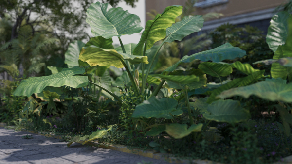 3D Taro Collection plants in garden near building