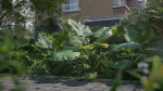 3D Taro Collection plants in garden near building