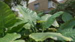 3D Taro Collection plants in garden near building