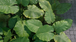 3D Taro Collection plants in garden near building