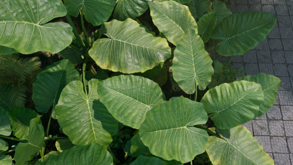 3D Taro Collection plants in garden near building