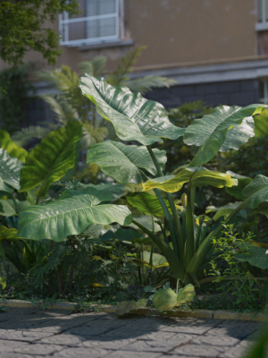 3D Taro Collection plants in garden near building