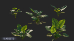 3D Taro Collection plants in garden near building