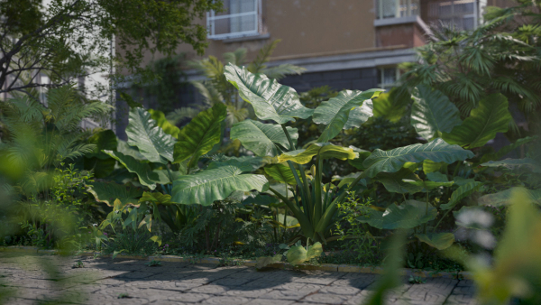 3D Taro Collection plants in garden near building