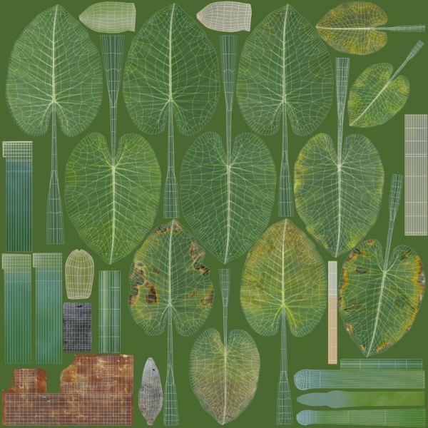 3D Taro Collection plants in garden near building
