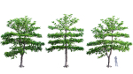 3DTree Bundle 03 - Park City